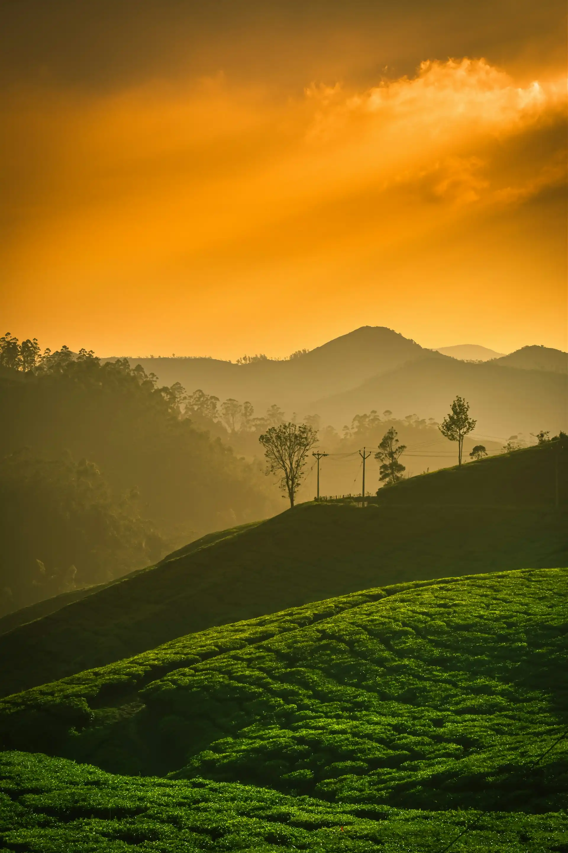 Erkunden Sie Kochis Sehenswürdigkeiten wie den Mattancherry-Palast und die St. Francis Kirche, dann besuchen Sie die Teeplantagen in Munnar.